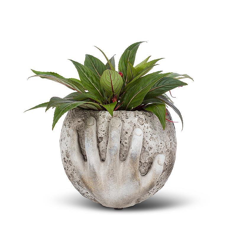 Abbott moon in hands planter with green leafy plant
