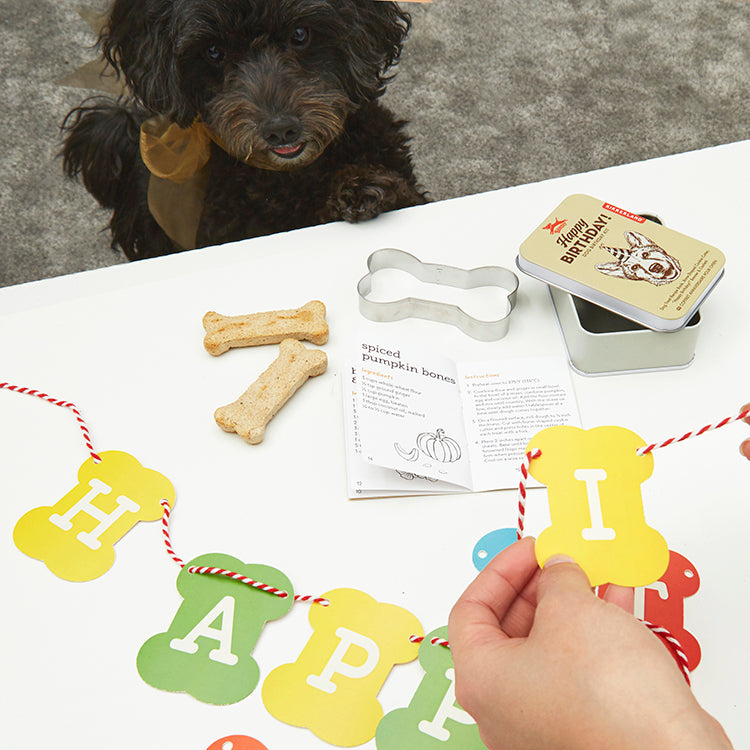 Dog celebrating with the Kikkerland dog birthday kit