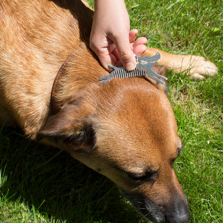 Checking a dog for ticks with the Kikkerland tick tool