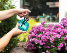Misting flowers with an Abbott glass plant mister