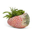 Abbott laying strawberry planter with a green plant