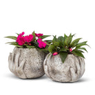 Pair of Abbott moon in hands planters with pink and white flowers
