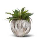 Abbott moon in hands planter with green leafy plant